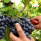 La vendemmia in un gelato a Frascati